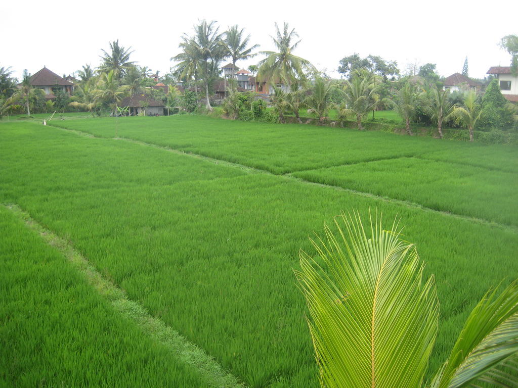 The Happy Mango Tree Pansiyon Ubud Dış mekan fotoğraf